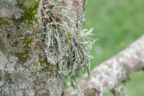 Soursop tree bark (Annona muricata) with moss or lichen running through its branches. guanabano wood photo