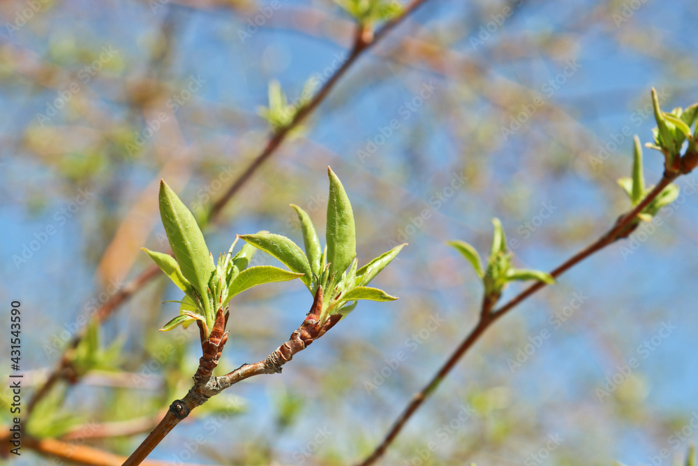 Young spring fresh leaves of apple tree. Spring background. Selective focus Young spring fresh leaves of apple tree. Spring background. Selective focus