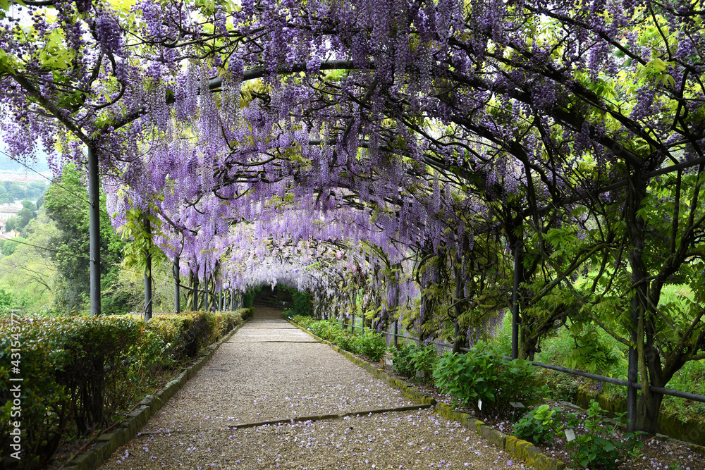 Beautiful Wisteria in Bloom. Wisteria Tunnel in a garden near Michelangelo square in Florence, Italy. Beautiful Wisteria in Bloom. Wisteria Tunnel in a garden near Michelangelo square in Florence, Italy.