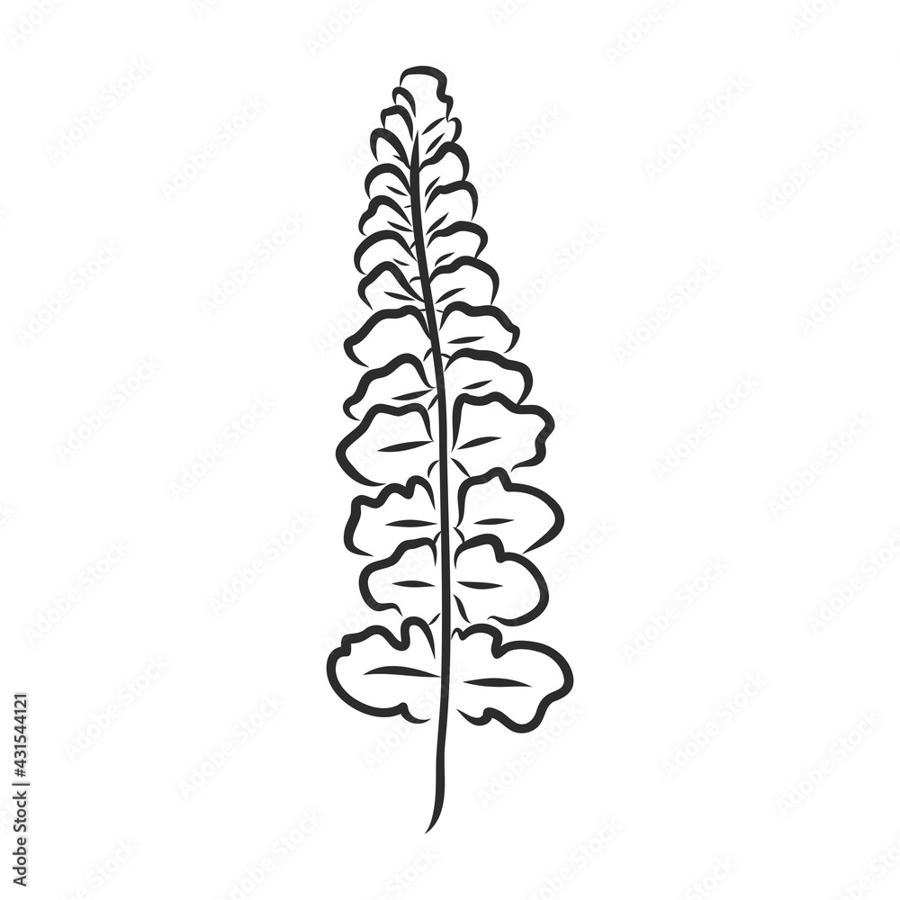 vector silhouette sheet fern on white background vector silhouette sheet fern on white background