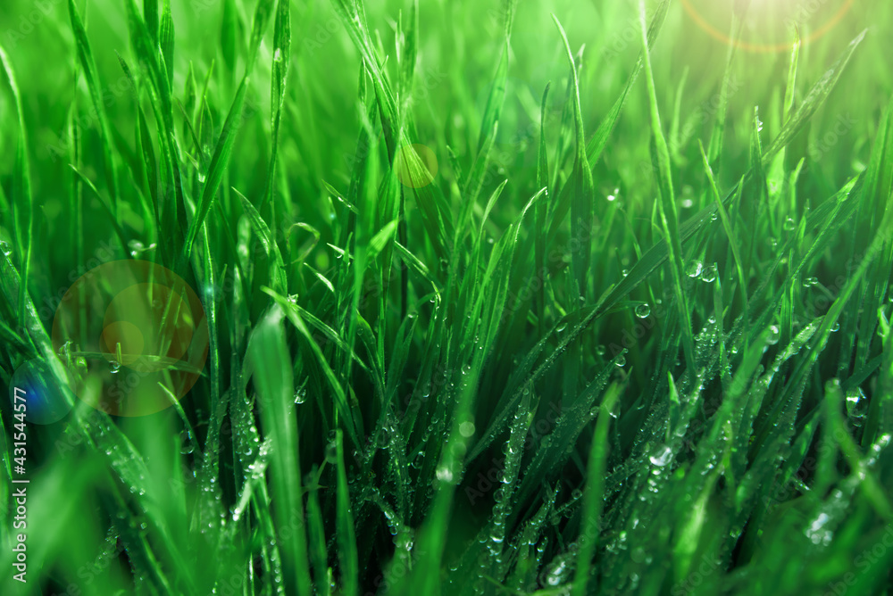 green grass with morning dew
green grass with morning dew