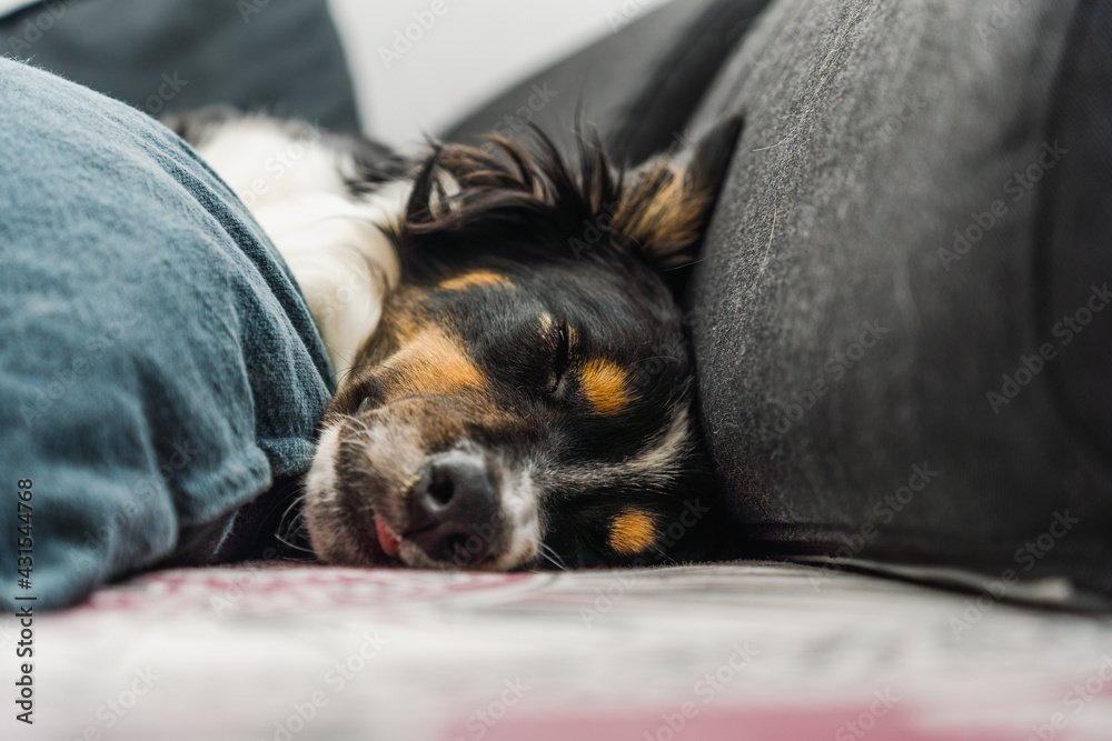 Portrait of border collie dog sleeping on sofa