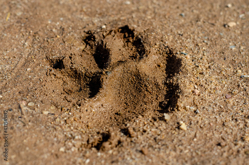 Canvas Print rottweiler paula leaves footprints in the sand