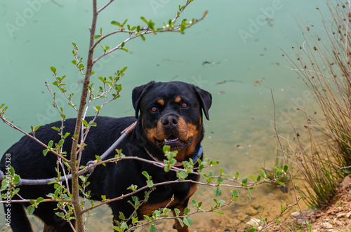 Rottweiler Paula photographed during the walk around