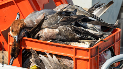 Trophy hunter wild ducks lay on the orange box. Hunting concept.