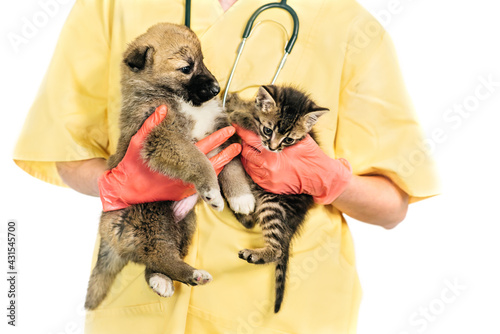 vet and puppy and kitten in clinic isolated on white background