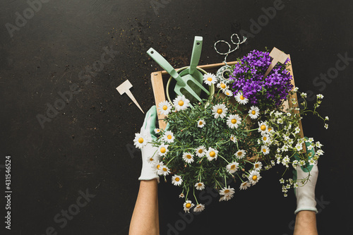 Fototapeta Naklejka Na Ścianę i Meble -  Gardening tools and pot flowers on black background in the gardener’s hands.