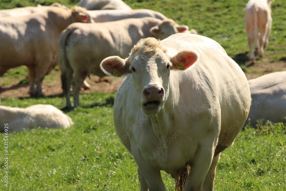Bio Rinder auf der Weide, Ökologische Weidehaltung , Biofleisch