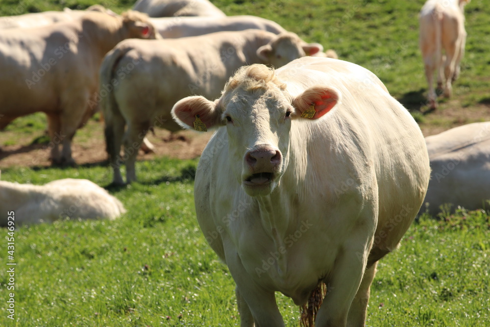 Bio Rinder auf der Weide, Ökologische Weidehaltung , Biofleisch Bio Rinder auf der Weide, Ökologische Weidehaltung , Biofleisch