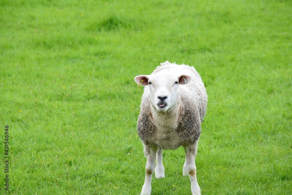 Obraz premium Sheep