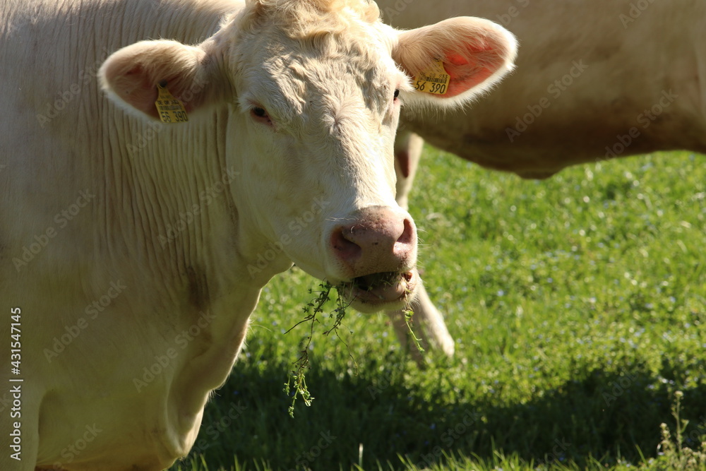 Bio Rinder auf der Weide, Ökologische Weidehaltung , Biofleisch Bio Rinder auf der Weide, Ökologische Weidehaltung , Biofleisch