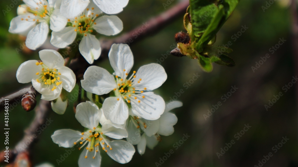 Beautiful flowers of fruit trees on a muddy dark background. Beautiful flowers of fruit trees on a muddy dark background.