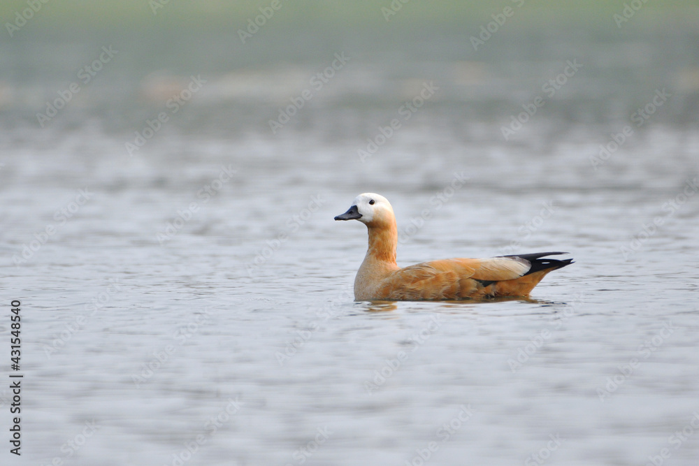 Ruddy Shelduck Bird Is Swimming In The Wetland