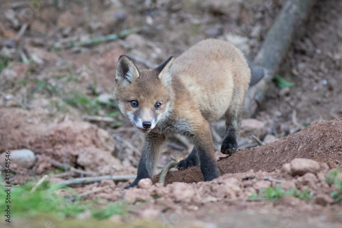 fox cub © scott
