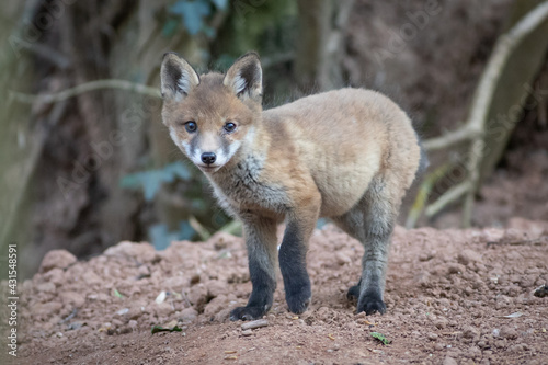 fox cub © scott