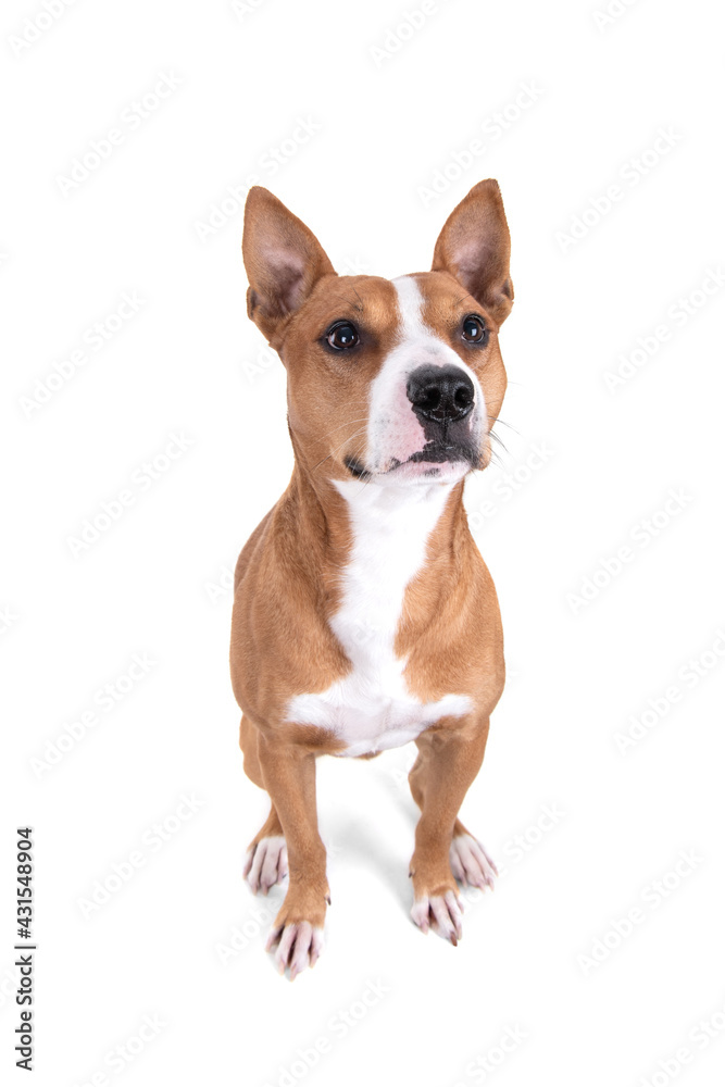 Full-length red American Staffordshire terrier isolated on a white background. View from above. Red American Pit Bull Terrier. Mixed breed. Masculine dog. Brown and white dog is sitting. 
Male dog