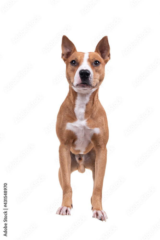 Full-length red American Staffordshire terrier isolated on a white background. Red American Pit Bull Terrier. Mixed breed. Masculine dog. Brown and white dog is standing 