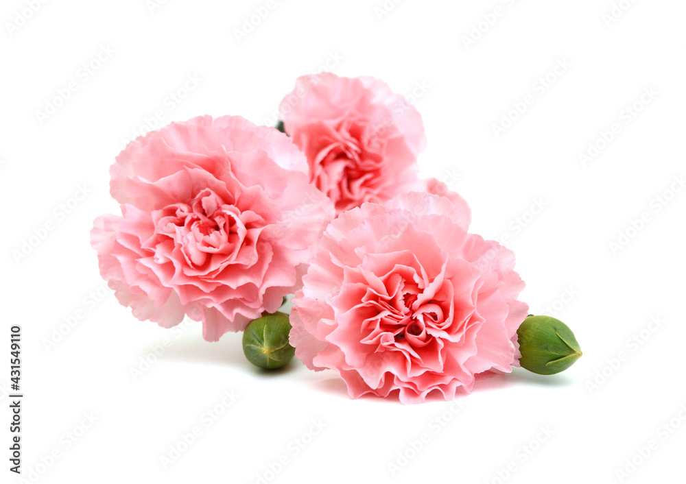 A pink carnation blooming on white A pink carnation blooming on white