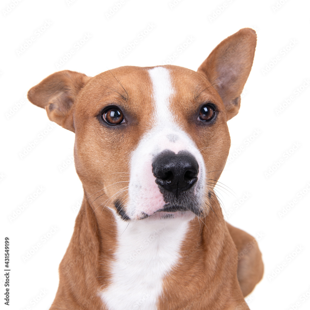 Close up red American Staffordshire terrier isolated on a white background.One ear is up. One ear is down Red American Pit Bull Terrier. Mixed breed. Masculine dog. Brown and white dog   