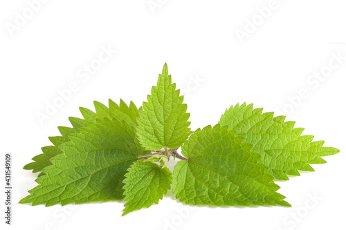 Fresh nettle photo