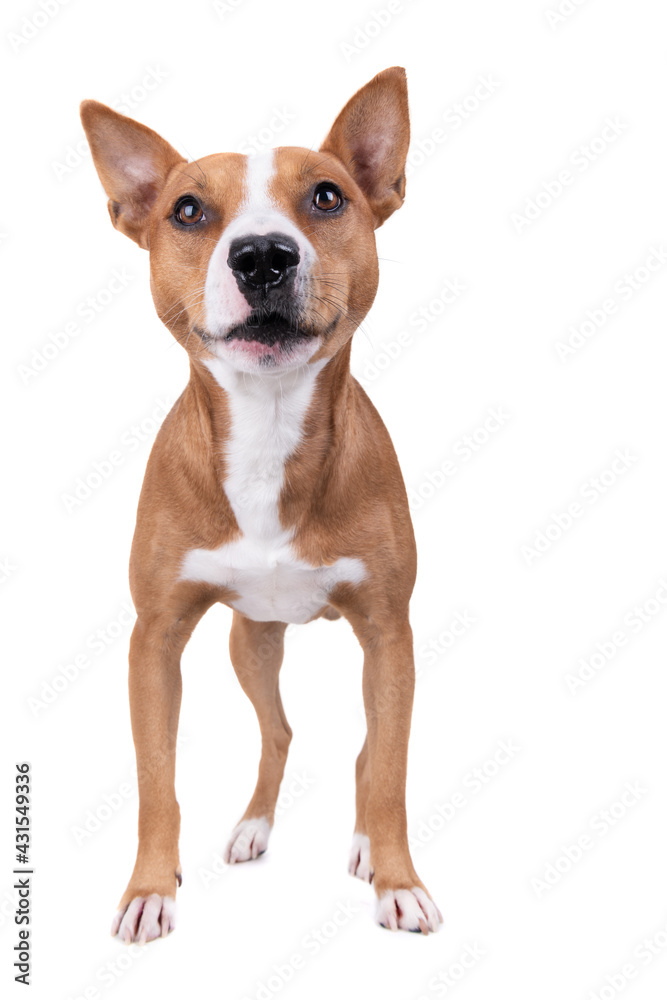 Full-length red American Staffordshire terrier isolated on a white background. Red American Pit Bull Terrier. Mixed breed. Masculine dog. Brown and white dog is standing 