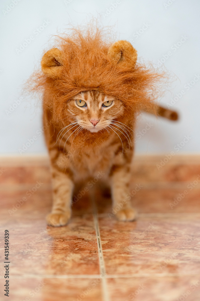 Gato con peluca de león foto de Stock | Adobe Stock