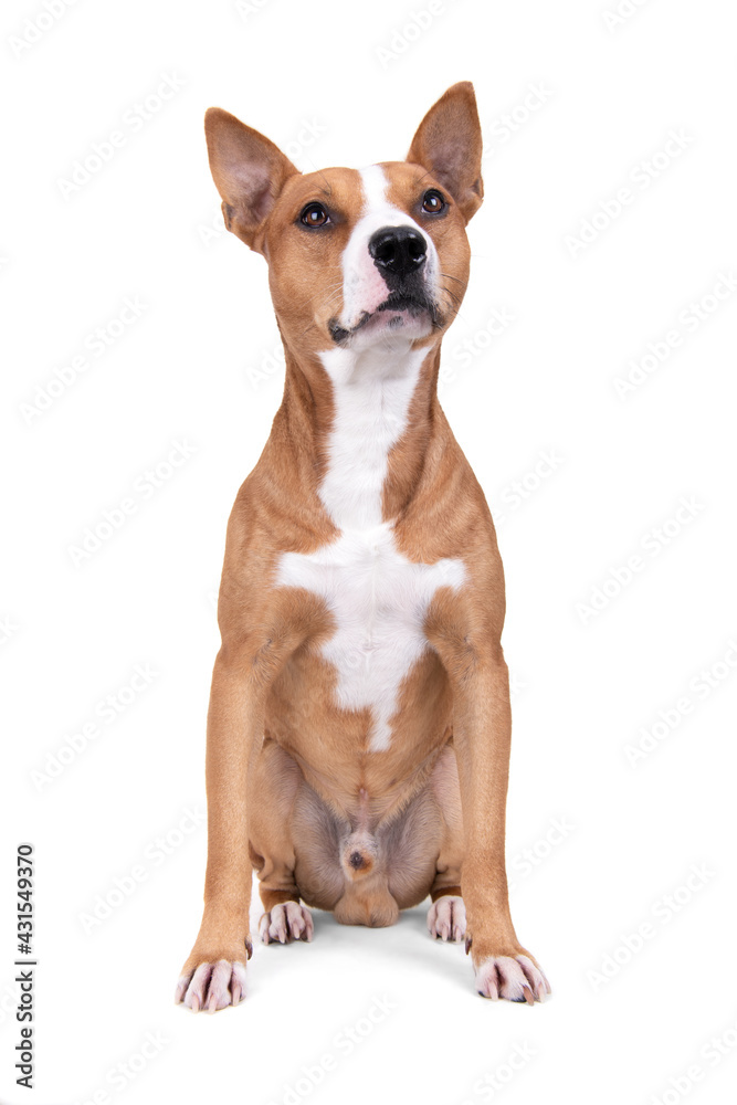 Full-length red American Staffordshire terrier isolated on a white background. Red American Pit Bull Terrier. Mixed breed. Masculine dog. Brown and white dog is sitting