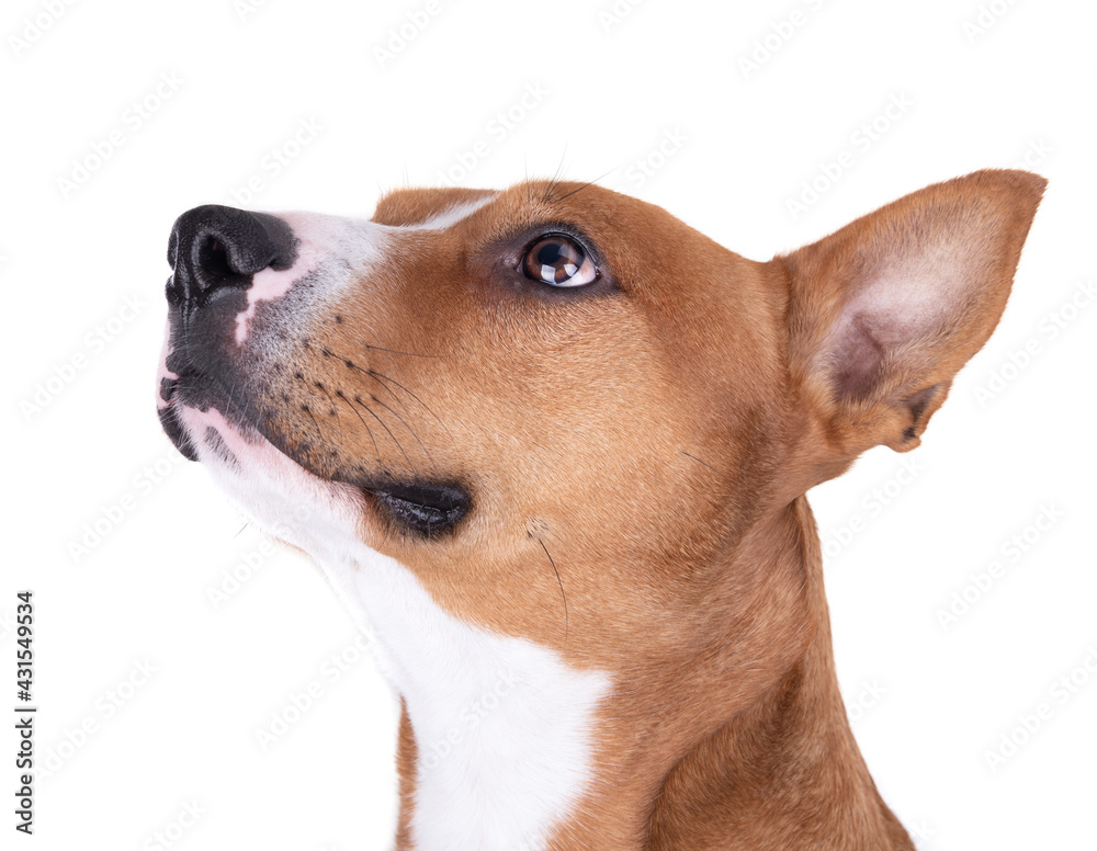 Close up red American Staffordshire terrier isolated on a white background.Side view. Red American Pit Bull Terrier. Mixed breed. Masculine dog. Brown and white dog is looking up