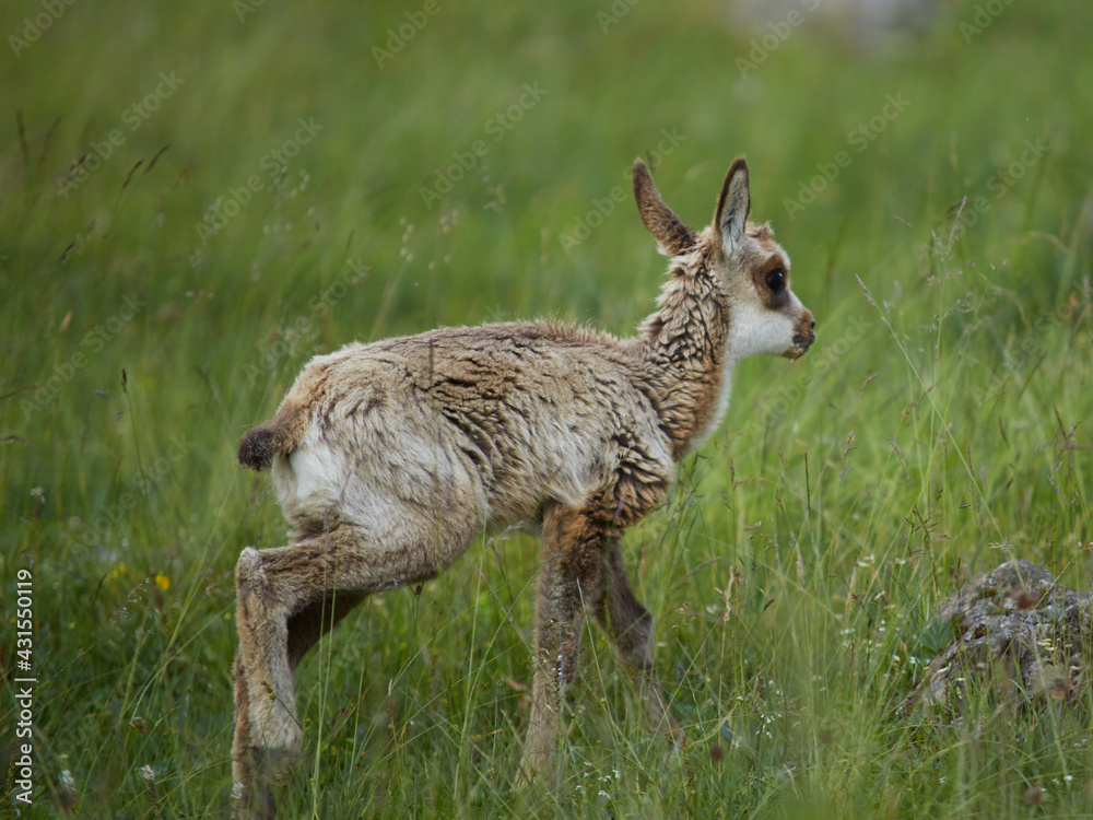 Fototapeta premium Chamoix