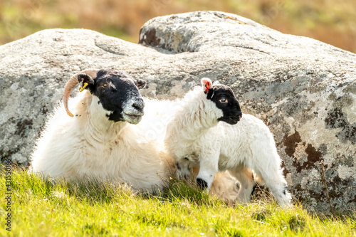 A blackface sheep family in a field in County Donegal - Ireland