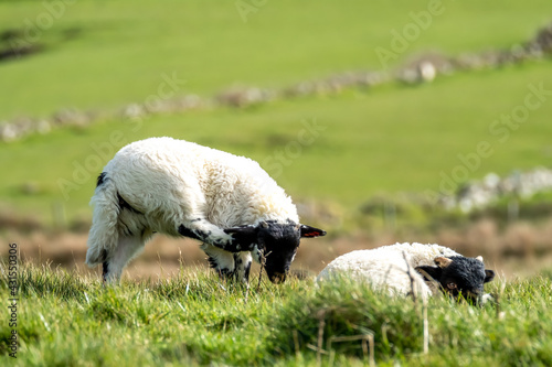 Cute blackface sheep lambs in a field in County Donegal - Ireland