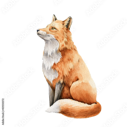 Fotografie Fox animal watercolor illustration