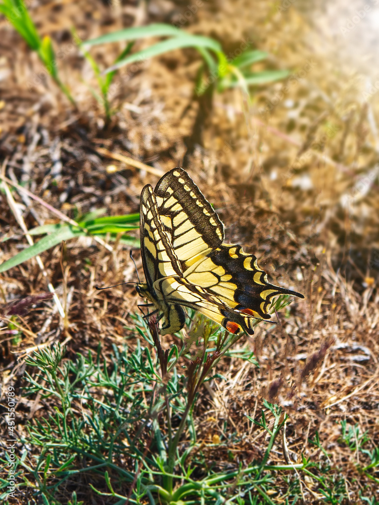 The swallowtail butterfly lays its eggs on plants. Vertical view