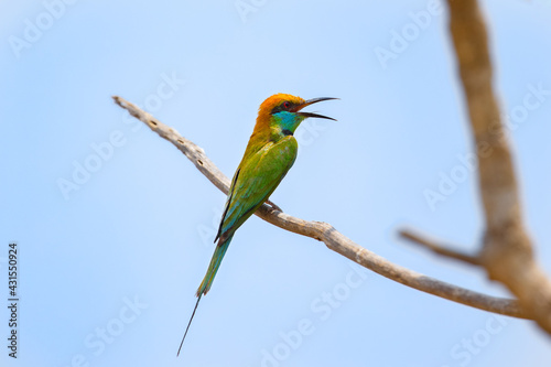 Green bee-eater or little green bee-eater perching on tree