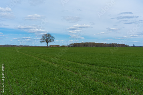 A green cereal field with a tree and an old building in the spring..