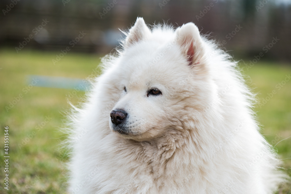 White fluffy old Samoyed dog closeup portrait White fluffy old Samoyed dog closeup portrait