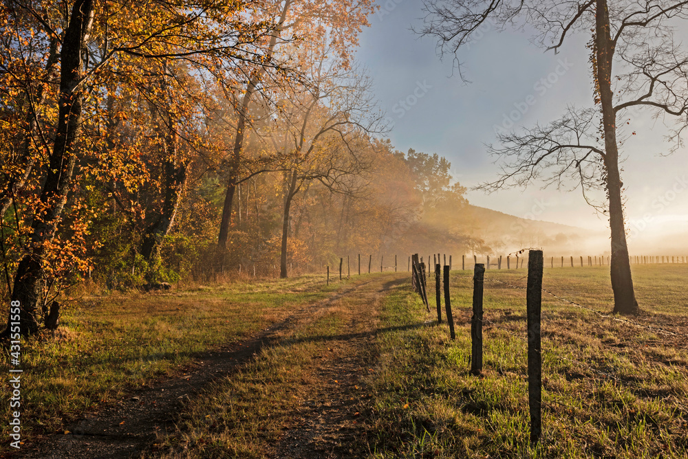 Fog rises from the creek in golden light at Cades Cove. Fog rises from the creek in golden light at Cades Cove.