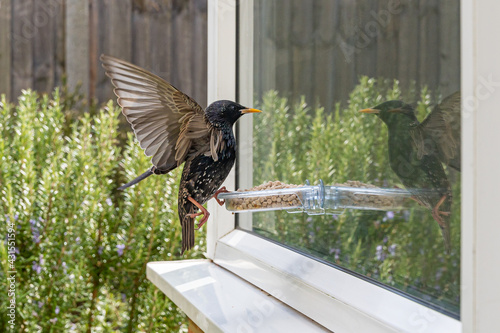 Garden wildlife as a starling comes into land on a window bird feeder 