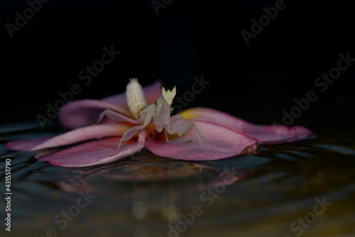 Orchid mantis on flowers  in tropical garden