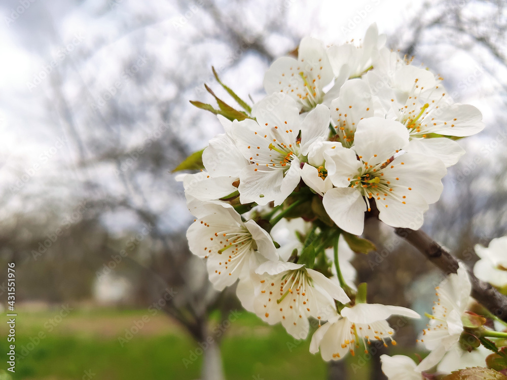 Cherry or Prunus avium branch with flowers taken close in spring in the garden Cherry or Prunus avium branch with flowers taken close in spring in the garden