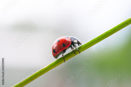Small red ladybug at summer time on green plant stem climbing up.Blurred bokeh effect background