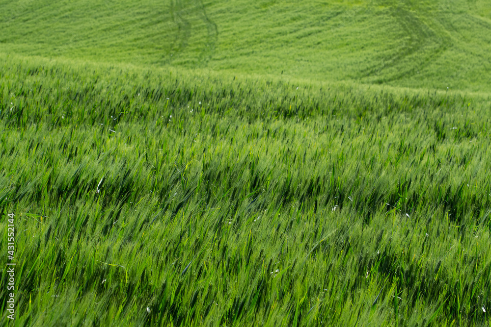 detail of green wheat field with the contrasts of light and shadows on the hills of the Marche region in Italy detail of green wheat field with the contrasts of light and shadows on the hills of the Marche region in Italy