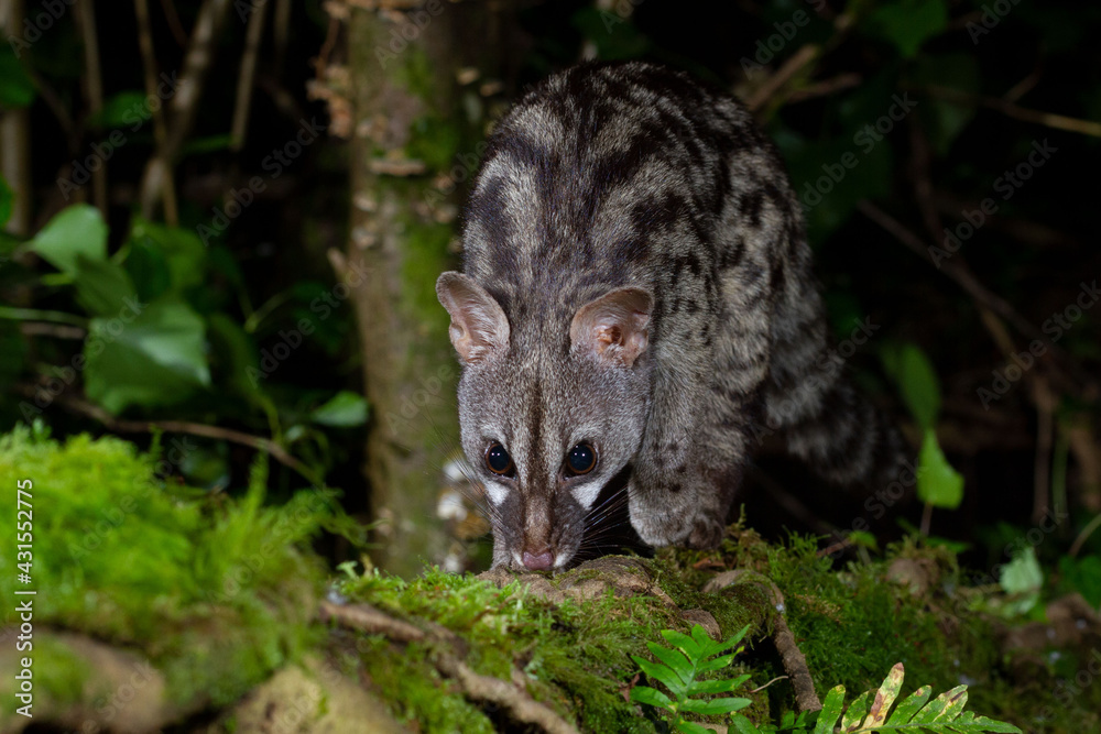 Genet in its beautiful wet deciduous forest Genet in its beautiful wet deciduous forest