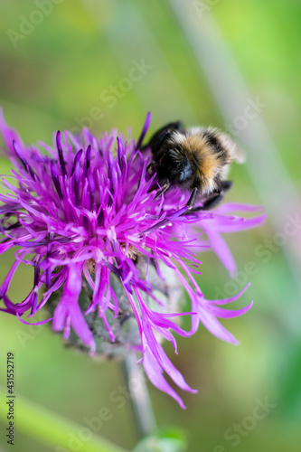 Striped bumblebee on bright purple thistle flower. Vertical format macro photo, blurred background © Sunny_Smile