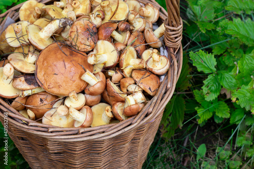 Basket with many forest butter mushrooms, top view