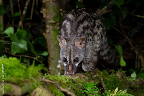 Genet in its beautiful wet deciduous forest