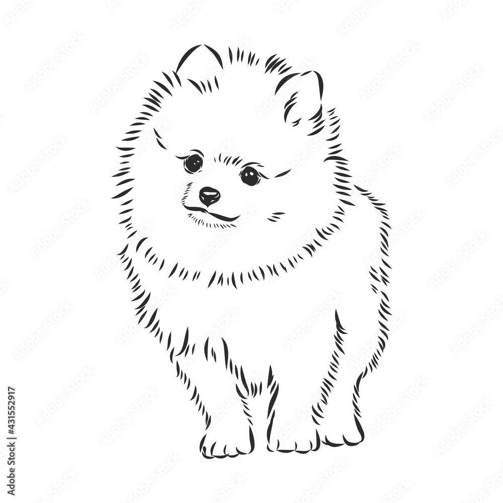 Pomeranian dog hand drawn sketch. Purebred lap dog face on white