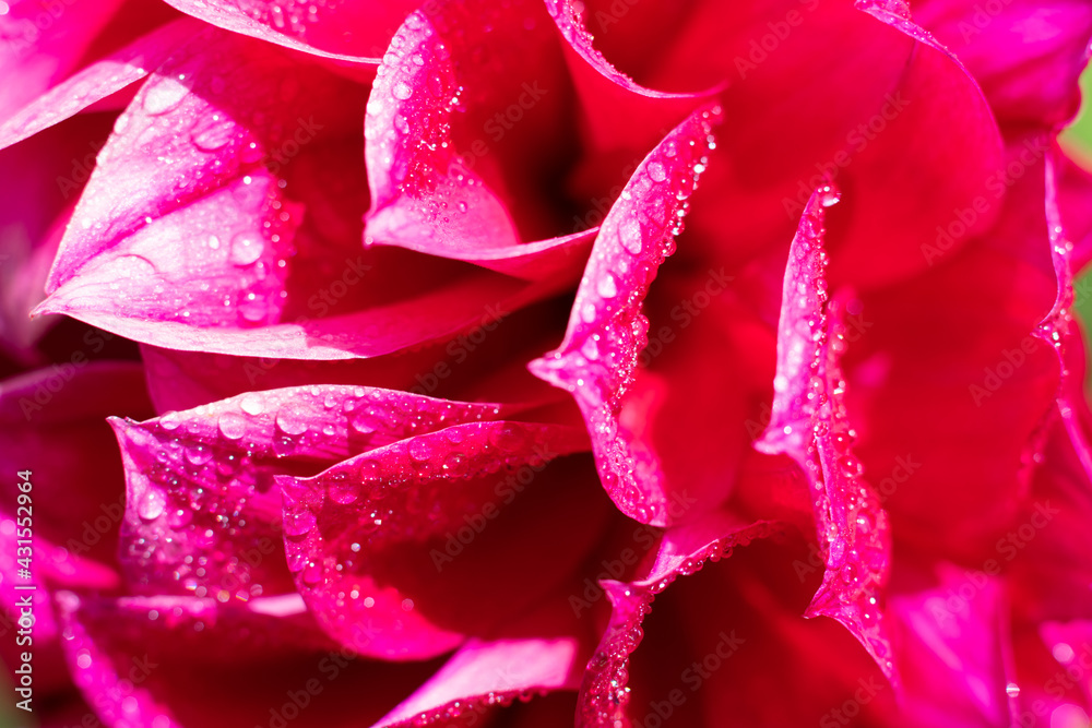Many wet petal of blooming flower on bright sunlight with tiny waterdrops. Floral backdrop