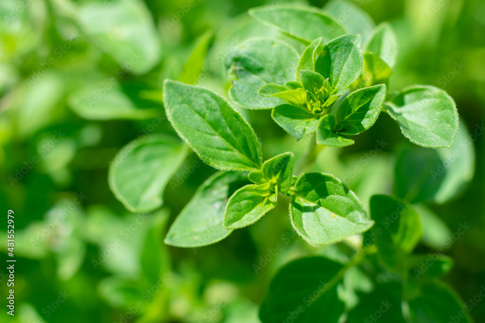 Oregano or marjoram plant with green leaves. Harvesting seasonings for cooking. Garden herbs medical Oregano or marjoram plant with green leaves. Harvesting seasonings for cooking. Garden herbs medical