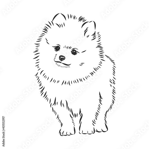 Pomeranian dog hand drawn sketch. Purebred lap dog face on white background.